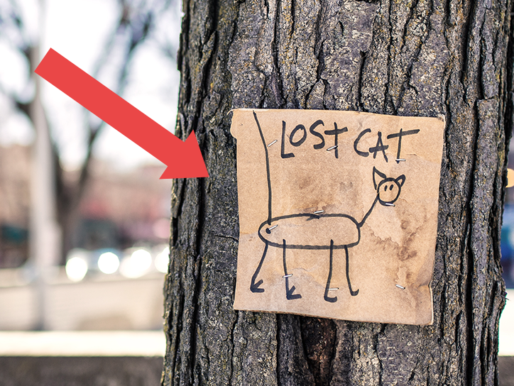 Recovery Tips – Lost Cat Behavior