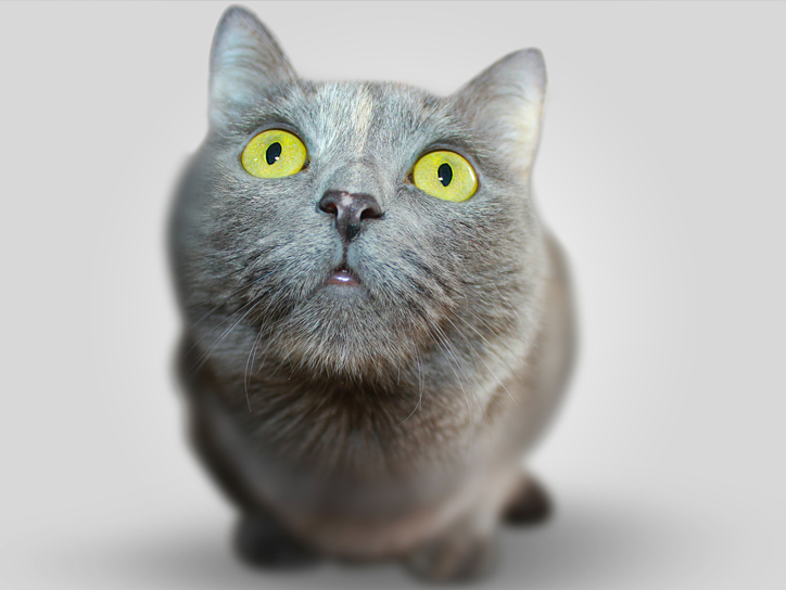 7 Reasons Why A Cat Is The Perfect Best Friend