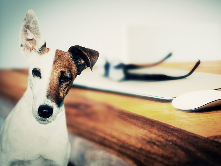 20+ Dog Best Friends That Can’t Be Separated