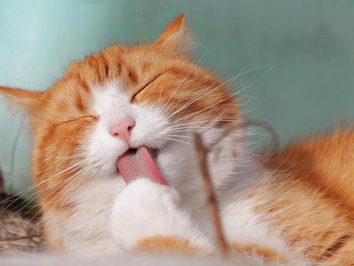 20 Wonderfully Lazy Cats Who’ve Achieved Total Relaxation