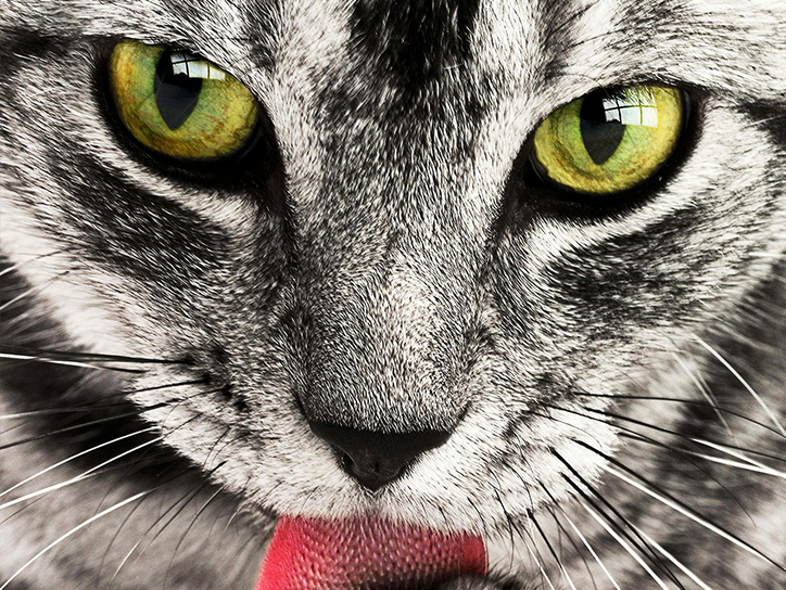 The Secret Life of Cats! … Ever Wondered What Your Cats Get Up To When …